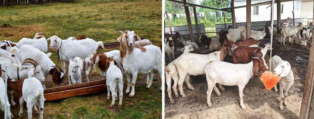 goat salt lick